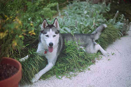 Inka in Monkey Grass.JPG